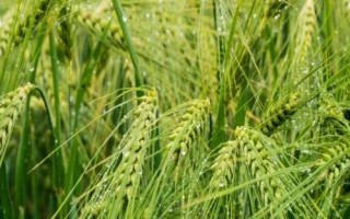 鄭麥186小麥種簡介，每畝適宜基本苗12～15萬