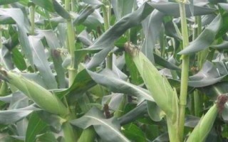 真金308玉米種子特征特性，花期每畝追施尿素10千克