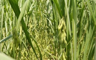 湘鮮秋豆2號(hào)大豆品種簡(jiǎn)介，高抗大豆花葉病毒SC3