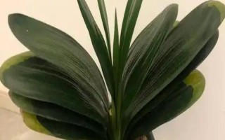 君子蘭流出黑色液體如何解決，清理傷口經(jīng)過(guò)消毒后再換土重栽