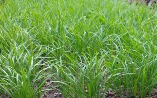 韭菜的種植技術(shù)，土壤解凍后到秋分可隨時播種