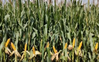 什么品種的玉米種子好，常見的有偉科702、華農(nóng)866等