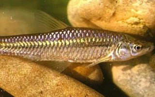 麥穗魚的壽命，通常只能存活3-4年