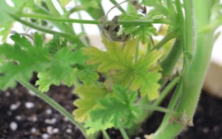 驅(qū)蚊草的盆栽方法，生長(zhǎng)期和盛花期要定期追施肥液