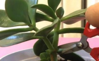 玉樹如何嫁接天竺葵，要選擇生長健壯且無病害的枝條作為接穗