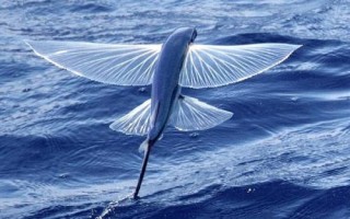 翱翔飛魚好不好養(yǎng)，飼養(yǎng)難度大并不適合新手嘗試