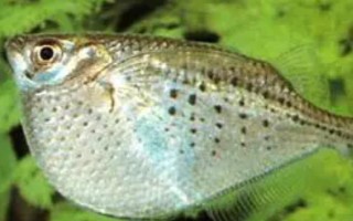 銀燕子燈魚好不好養(yǎng)，飼養(yǎng)難度比較低