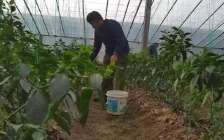 哪種蔬菜不能使用尿素，對(duì)芹菜使用尿素會(huì)降低品質(zhì)