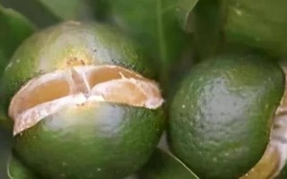 柑橘為什么會(huì)開(kāi)裂，久旱突遇大雨容易引發(fā)裂果