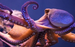 章魚是什么魚，不是魚類而是一種軟體動物