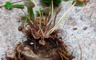 仙客來(lái)花落后如何處理，要對(duì)其進(jìn)行修剪