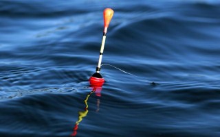 垂釣白條魚應(yīng)該釣浮還是釣底，屬于上層魚類一般可以釣浮