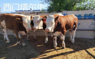 長得最快的四種牛，西門塔爾牛以瘦肉多而聞名