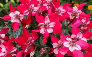 紅色仙客來的花語，寓意嫉妒的愛、歡迎貴客等