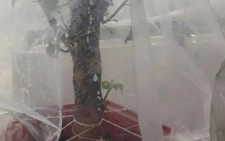 三角梅嫁接所用砧木，以長勢強(qiáng)的紫花三角梅為宜
