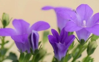 承包土地種哪些作物能賺錢，當(dāng)前種植沙棘、越桔等果樹(shù)很有市場(chǎng)前景