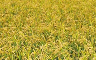 吉粳526水稻種子特征特性，7月上中旬注意防治二化螟