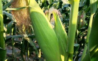 秦龍906玉米種子簡(jiǎn)介，適宜播期6月20日前