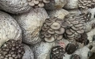 平菇銹斑病怎么防治，需通風降濕、噴施石灰水或漂白粉溶液