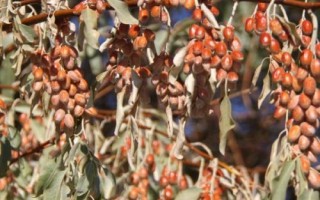 沙棗的產(chǎn)地，主要分布在西北各省區(qū)及內(nèi)蒙古西部
