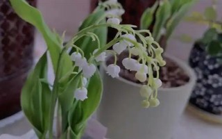 為什么鈴蘭不開花，可能是花土過濕或陽光不足所致