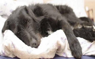 狗狗發(fā)燒后的癥狀，會出現(xiàn)精神沉郁、食欲下降、體溫上升等現(xiàn)象