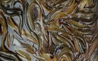 泥鰍是不是魚，是鰍科魚類的統(tǒng)稱