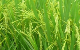 特優(yōu)685水稻品種簡(jiǎn)介，全生育期134.6天