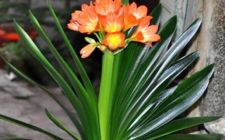 耐陰的室內(nèi)花卉常見(jiàn)種類(lèi)，常見(jiàn)的有綠蘿、君子蘭等