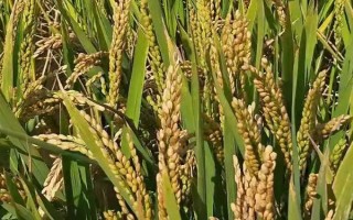 光優(yōu)708水稻種子簡介，一般6月中旬播種