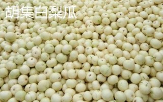 山東省金鄉(xiāng)縣的特產(chǎn)，胡集白梨瓜走俏全國