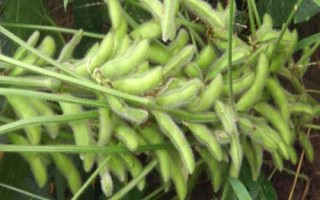阜豆19大豆品種簡(jiǎn)介，全生育期102天左右
