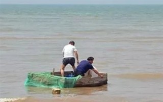 海瓜子怎么養(yǎng)殖，排干水塘再將種苗均勻撒在塘面上
