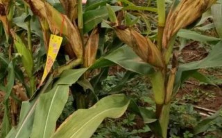 先玉1912玉米品種的特性，種植密度4500株/畝左右
