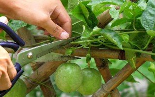 百香果如何進行春季管理，在定植后應(yīng)該澆足定根水