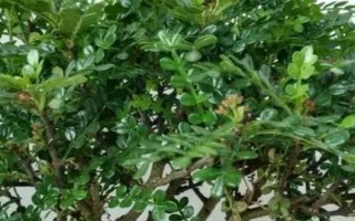 什么是山香木，是常見的小果薔薇