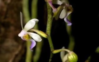 蛇舌蘭的產(chǎn)地，在我國主產(chǎn)于福建、廣西、云南等省份