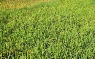 廣8優(yōu)粵禾絲苗水稻品種簡介，早造全生育期126天