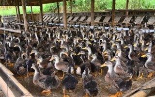 鴨子在夏季容易死亡的原因，一般是高溫、養(yǎng)殖密度大、感染病害等因素所致