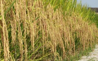 株兩優(yōu)3號(hào)水稻品種的特性，全生育期106.0天