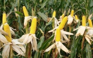 S6533玉米種子簡介，中抗莖腐病