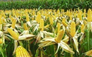華耐白甜509玉米種子介紹，中抗大斑病