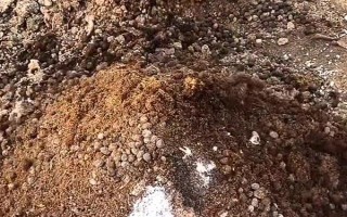 狗糞能不能直接埋土里當(dāng)作花肥，直接使用容易引發(fā)病害