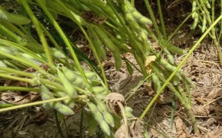 合豐52號(hào)大豆種子特征特性，中抗大豆灰斑病