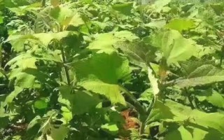 種植雪蓮果的效益，一畝地的效益大概為4000元左右
