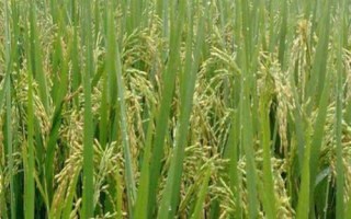 滿香優(yōu)613水稻種子簡介，每畝用種量1千克左右