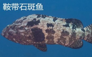 淡水石斑魚苗的品種，不同品種分布區(qū)域不同