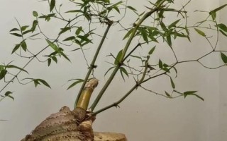 簕竹的養(yǎng)殖方法，生長(zhǎng)期要每隔3天澆一次水