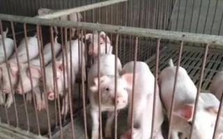 小豬斷奶后應(yīng)該如何喂養(yǎng)，斷奶后1周內(nèi)需控制喂食量