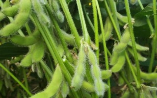 衢春豆1號大豆種子簡介，種植密度每畝1.2萬株左右